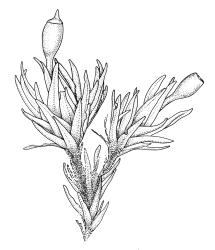 Orthotrichum crassifolium subsp. crassifolium, habit with capsules, moist. Drawn from D.H. Vitt 2316, CHR 556093.
 Image: R.C. Wagstaff © Landcare Research 2017 